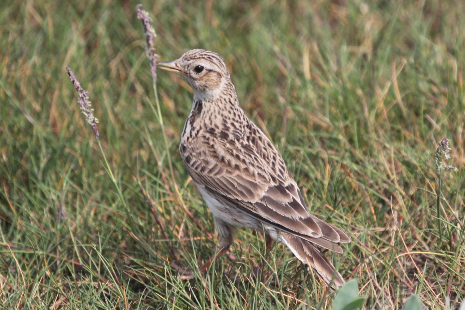 Skylark on ground